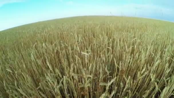 Wheat field — Stock Video