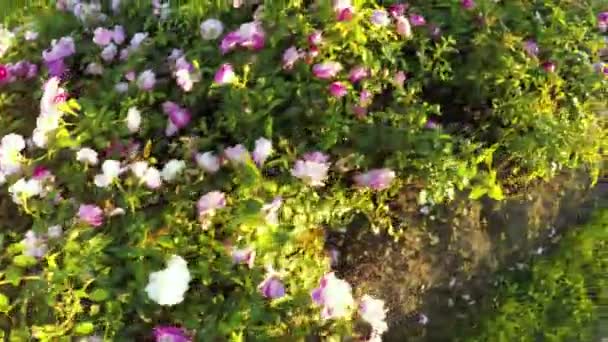 Canteiro de flores de rosas — Vídeo de Stock