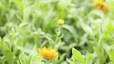 Şifalı su Calendula