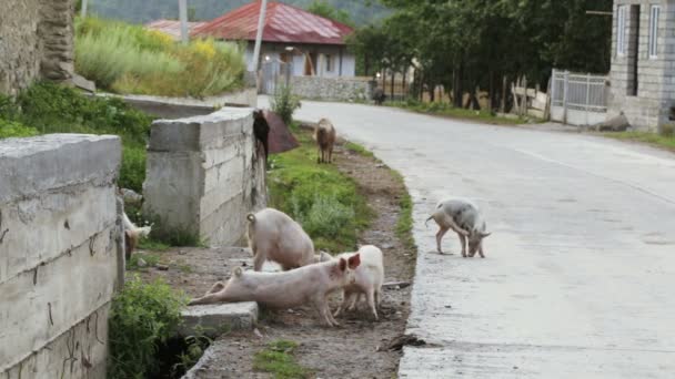 猪在街道上 — 图库视频影像