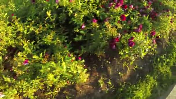 Canteiro de flores de rosas — Vídeo de Stock