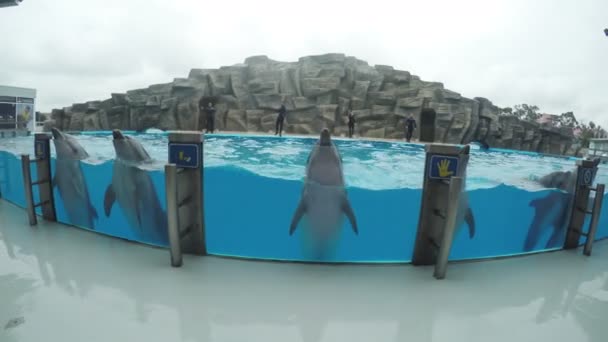 Dolphins in dolphinarium — Stock Video