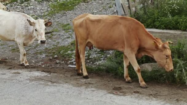 Manhã na aldeia de montanha — Vídeo de Stock