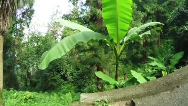 Banana de arbusto — Vídeo de Stock