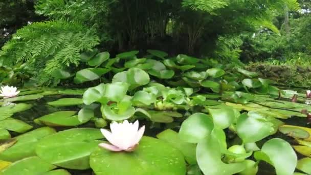 Water lilies in pond — Stock Video