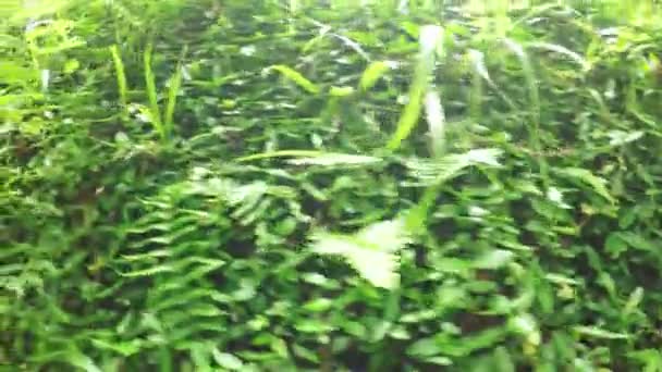 Feuilles de fougère dans le jardin botanique 