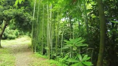 Listokolosnik ergen bambu