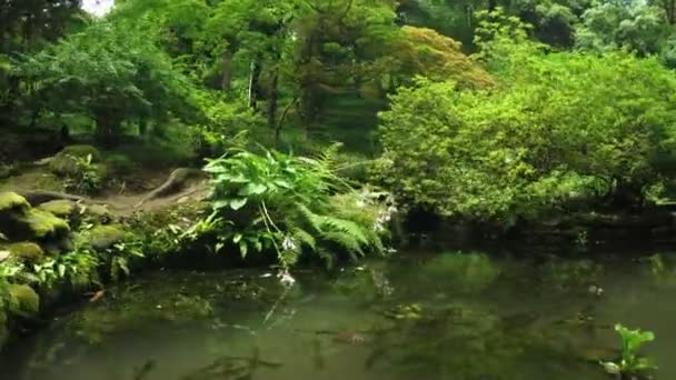 Indischer Azalee-Rhododendron über japanischem Teich — Stockvideo