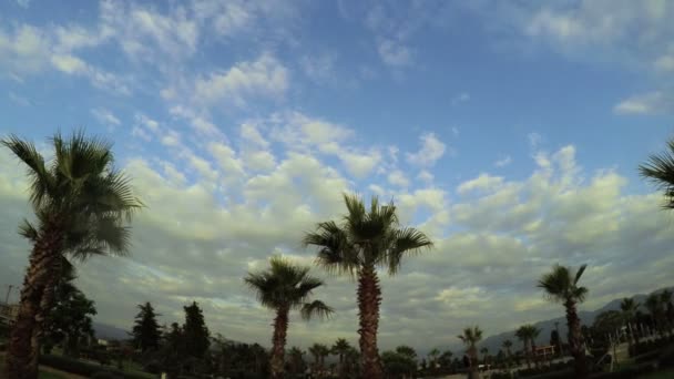 Palm trees with clouds on sea promenade — Stock Video