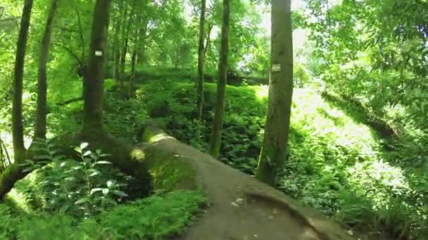 Arbre tombé sur la rivière 