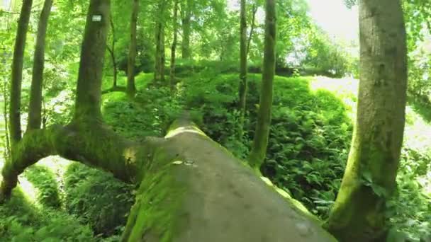 Fallen tree over river — Stock Video