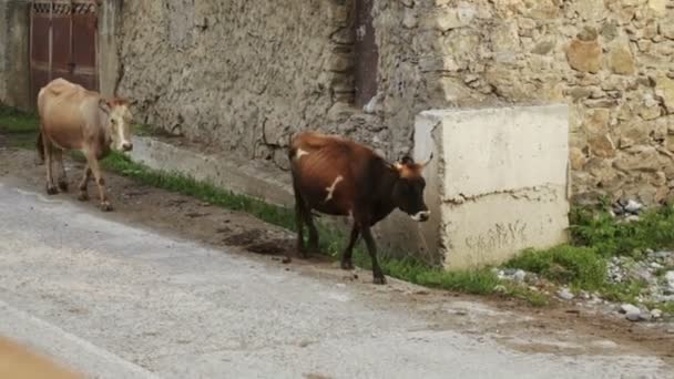 Mattina nel villaggio di montagna — Video Stock