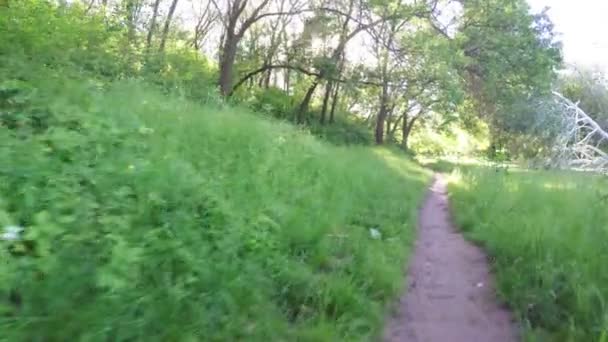 Carretera en bosque — Vídeo de stock