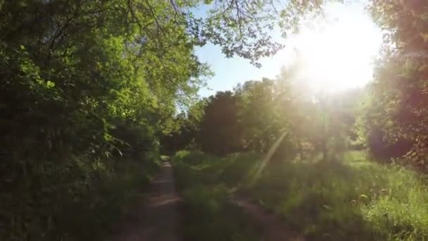 Weg in bos — Stockvideo