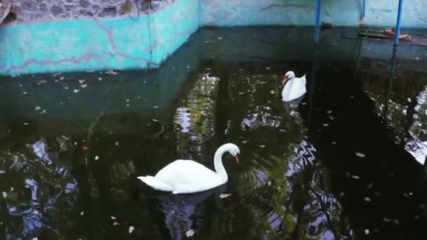 Cisnes en el estanque — Vídeo de stock