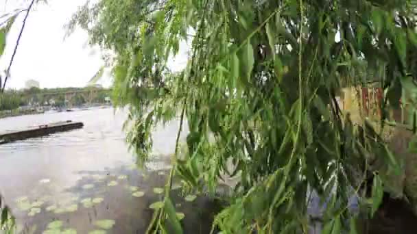 Lirios de agua cerca del muelle del río — Vídeo de stock