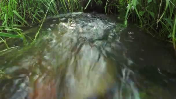 Corriente forestal — Vídeos de Stock