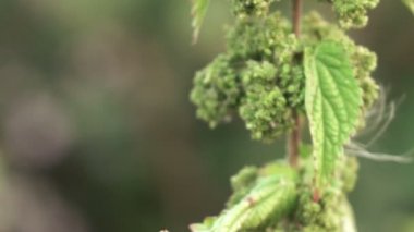 Nettles tohumları