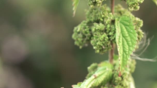 荨麻的种子 — 图库视频影像