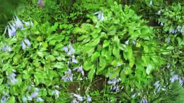 Jardim de flores no parque da cidade — Vídeo de Stock