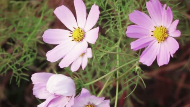 Cosmos de fleurs — Video