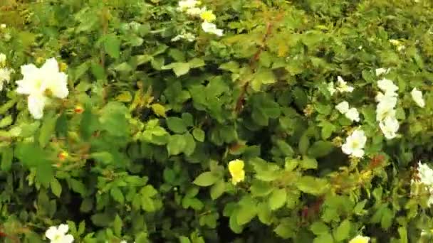 A Városliget rózsabokrok — Stock videók