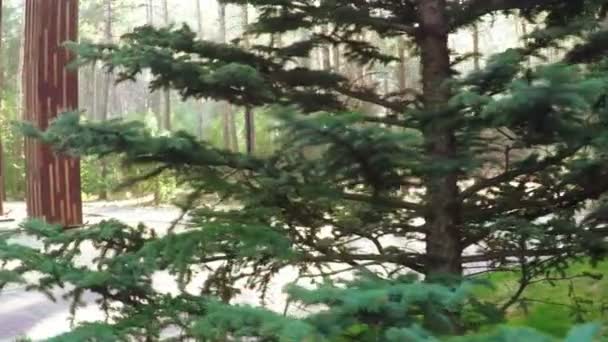 Chemin entre pins dans le parc — Video