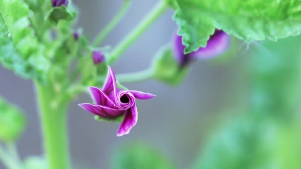 Mauve de longue date — Video