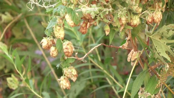 Hop cones — Stock Video