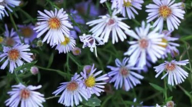 Aster dumosus mavi Berd
