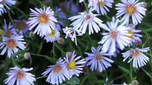 Aster dumosus mavi Berd — Stok video