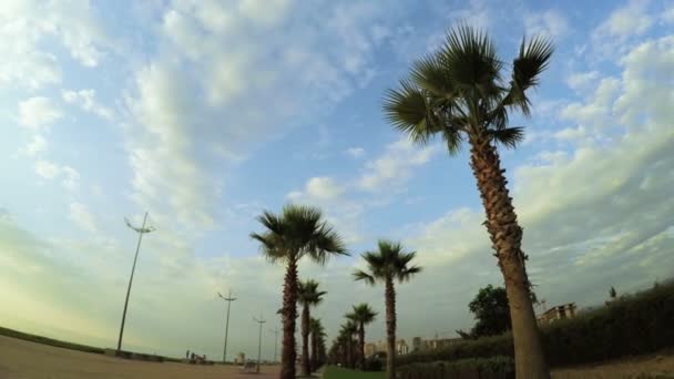 Palm trees with clouds on sea promenade — Stock Video