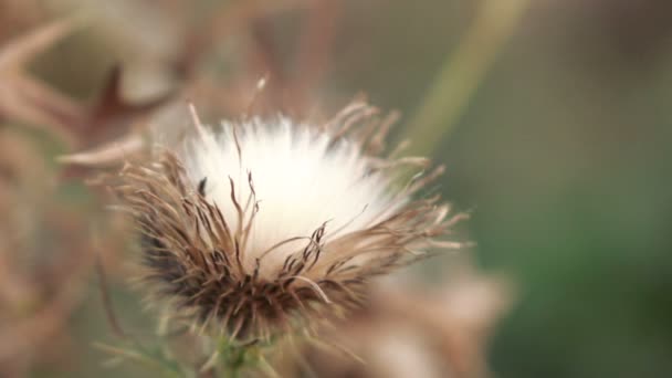 Fiore secco fiore di cardo — Video Stock