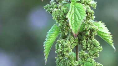 Nettles tohumları