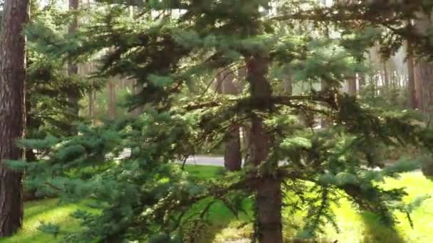 Chemin entre pins dans le parc 