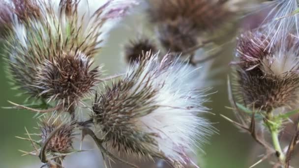 Fiore secco fiore di cardo — Video Stock