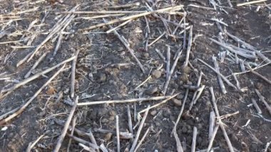 Alan ayçiçeği hasat sonra