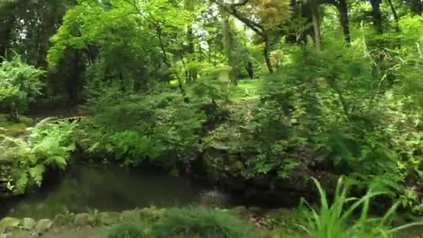 Azálea indiana Rhododendron sobre lagoa japonesa — Vídeo de Stock