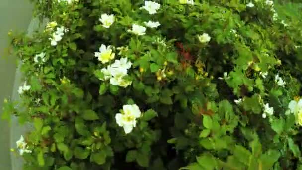 Rosensträucher im Stadtpark — Stockvideo