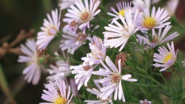 Aster dumosus blue berd — Stockvideo