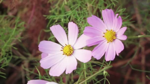 Flower Cosmos — Stock Video