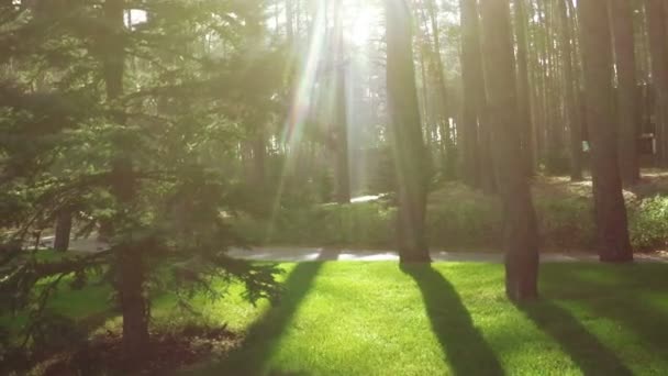 Соснові дерева в парку — стокове відео