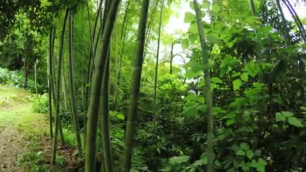 Listokolosnik bambú pubescente — Vídeo de stock