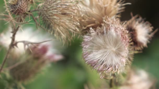 Dry flower thistle flower — Stock Video