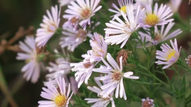 Aster dumosus blue berd — Stockvideo