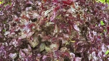 Çiçek bahçesinde Şehir Parkı