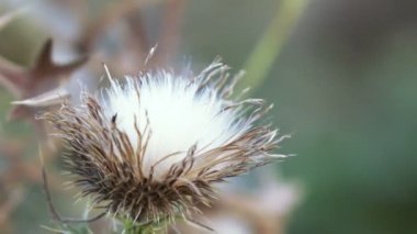Kuru çiçek thistle çiçek