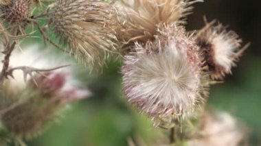 Kuru çiçek thistle çiçek