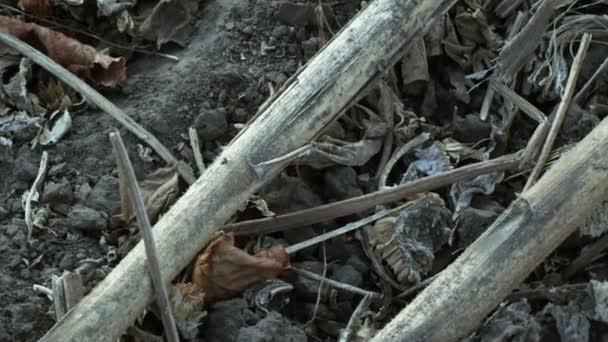 Veld na de oogst van zonnebloem — Stockvideo