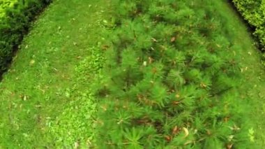 Çiçek bahçesinde Şehir Parkı